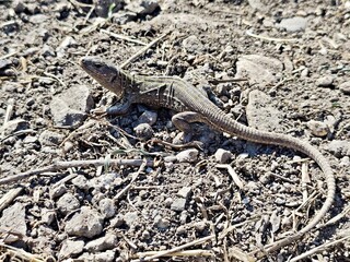 Grey common lizard on the ground