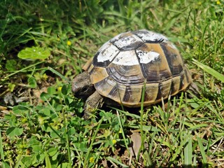 Cute turtle on grass - turtle painted with white 