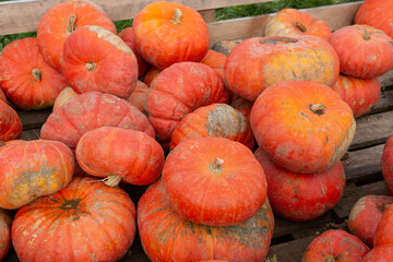 Pumpkins on the field