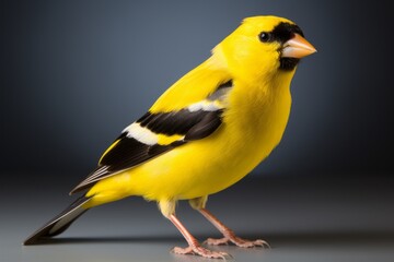 Close-up studio portrait of American Goldfinch Spinus tristis. Blank for design