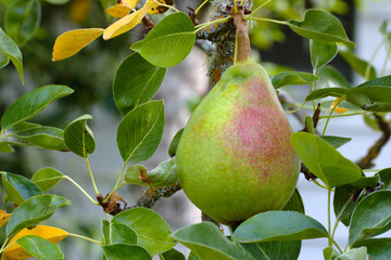 Pear in Tree 01