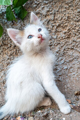 cute cats in marrakesh morocco black and white 