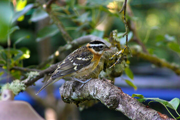 Grosbeak in Pear Tree 09
