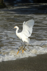 Snow Egret landing at ocean's edge 