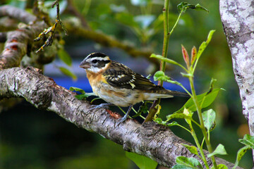 Black-headed Grosbeak 03
