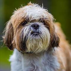 shih tzu dog walks in the park