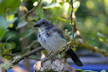 Obraz premium Blue Jay Pear Tree 04