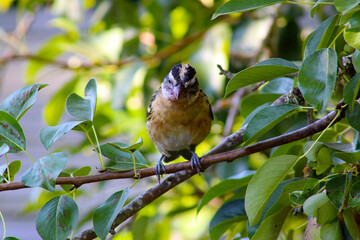 Pear Leaf Grosbeak 04