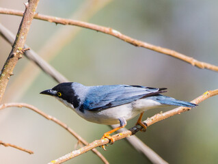 Hooded Tanager male
