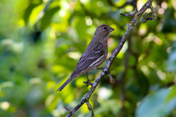 House Finch 06