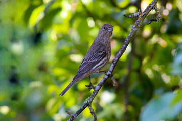 House Finch 07