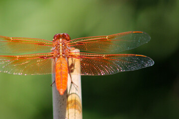 Dragonfly Firecracker Orange