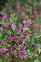 bush with burgundy leaves