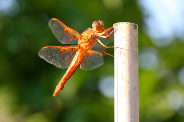 Dragonfly on Bamboo 02