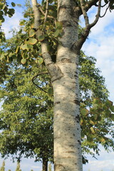 Fototapeta premium Aspen trunk