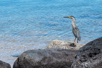 Striated Heron, butorides striata, Tombeau Bay, Mauritius