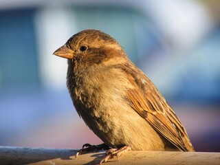 isolated macro telephoto of sparrow on a branch