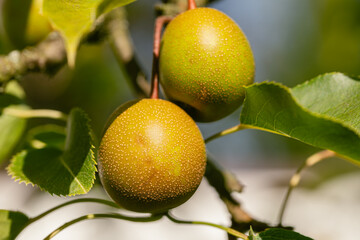 Two Small Nashi Pears