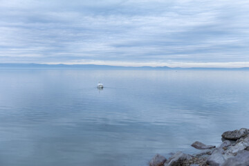 Coast of Lake Balaton, ducks and other birds