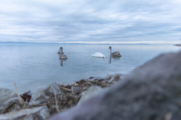 Coast of Lake Balaton, ducks and other birds