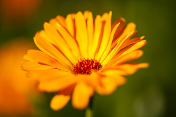 Beatiful Orange Calendula Officinalis