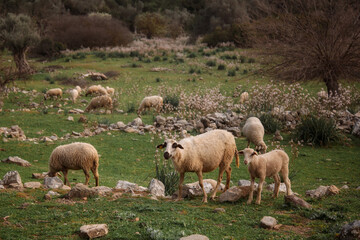 sheep graze on a green meadow in the mountains