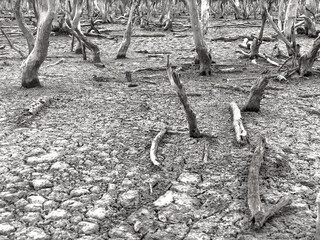 Destruction mangrove forest scenery, destruction mangrove forest is an ecosystem that has been...