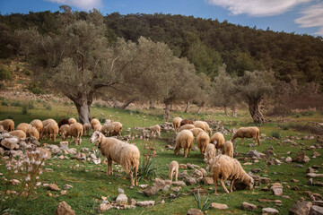 sheep graze on a green meadow in the mountains