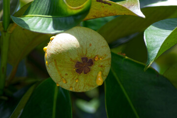 Mangosteen hanging from a tree