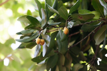 Close-up on a Mimusops coriacea