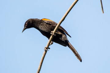 Variable Oriole (Icterus pyrrhopterus)