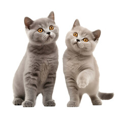 Obraz premium two playfull british shorthair kittens isolated