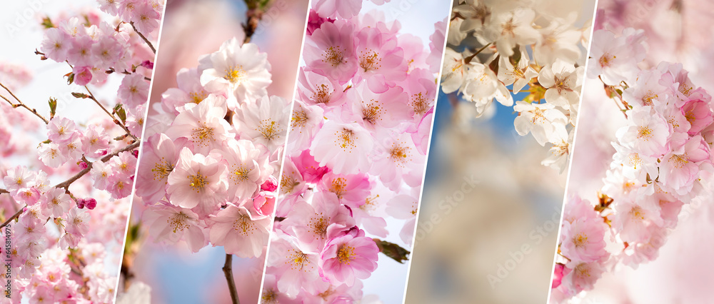 Wall mural set collection of spring backgrounds with flowering branches of spring trees. suitable for web sites