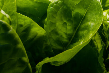 Closeup photo of green sallad leaves.