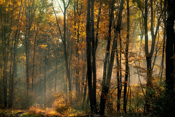autumn forest early in the morning, the sun's rays filtering through the branches and fog. 
