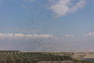 Various figures made by flocks of birds (hawks) while flying over a date plantation in the Jordan Valley