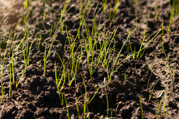 Agricultural field. Young plant of wheat or cereal crop, close-up.