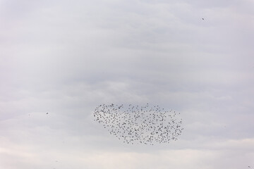 Various figures made by flocks of birds (hawks) while flying over a date plantation in the Jordan Valley
