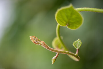 Nubia Correa Martínez