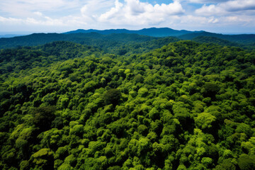Enchanting Canopy: Majestic Forest Teeming with Vibrant Greenery and Serene Bird's Eye View, A Tranquil Oasis of Lush Nature and Peaceful Wilderness