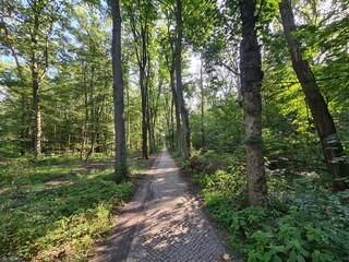 sidewalk path in Berlin Rahnsdorf