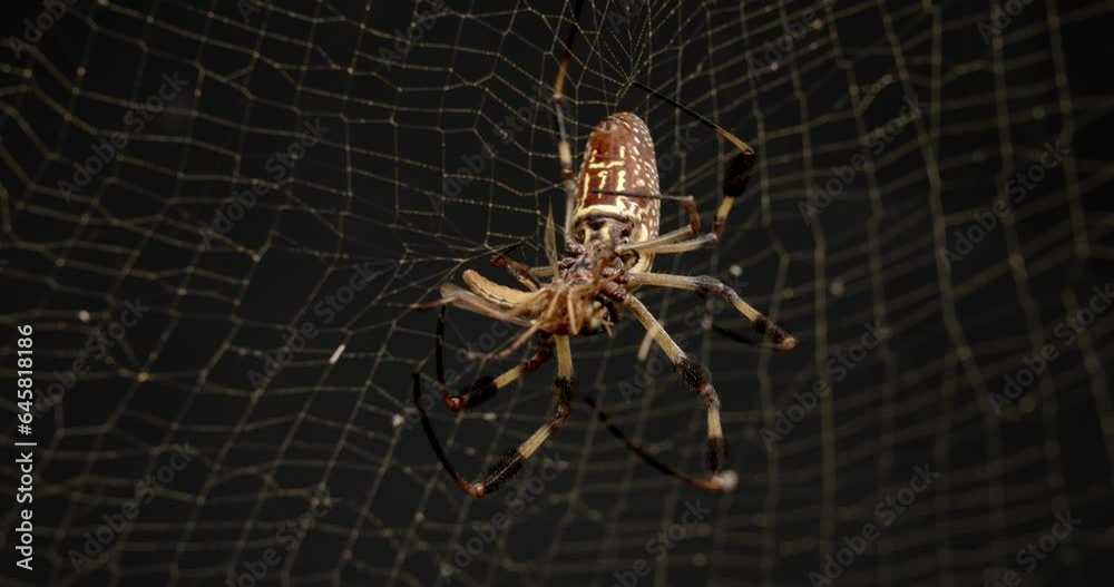 Sticker golden silk orb-weaver spider biting an insect with its fangs to paralyze bug in its web.