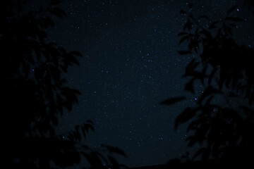 Fototapeta na wymiar Blue starry sky with leaves from trees