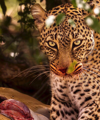 leopard on the hunt