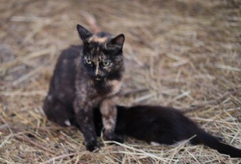 black and white cat