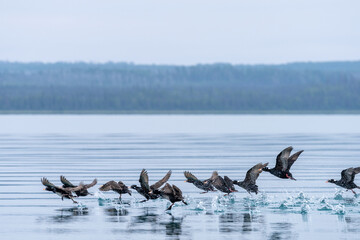 Cormorants Taking Flight Over Water