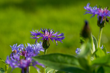 flowers in the garden