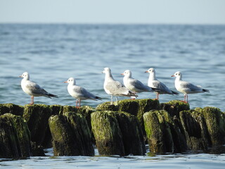 Fototapeta na wymiar flock of seagulls on the beach