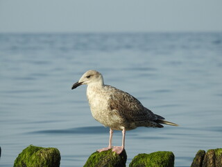 young sad seagull on the pier