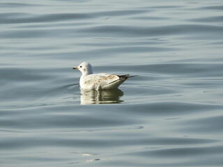 seagull on the calm water